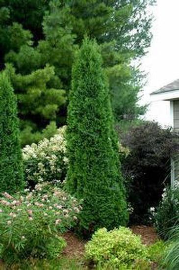 Arborvitae, North Pole #10 Container