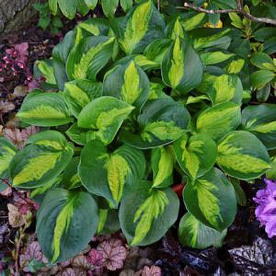 Container Hosta Hosta, Pocketful of Sunshine #1 Container