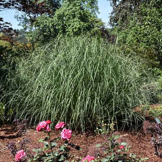 Ivory Reed Turf Grass, Ivory Feathers 12