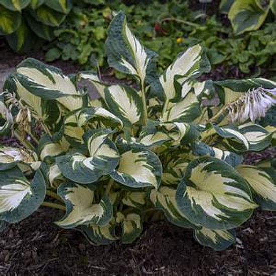 Container Hosta Hosta, Hans #1 Container