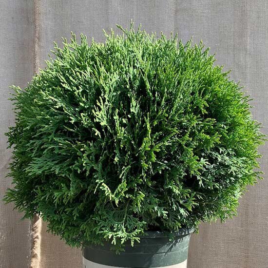 zimmerpflanzen mit topf online kaufen Rette mich: Zimmerpflanzen 12er Set kaufen main image 0